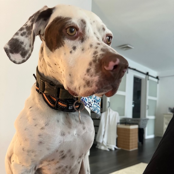 Meet your Posher, Alina - Picture 1 of 1